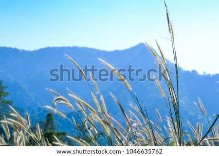 Grass flowers with morning light and big mountains.