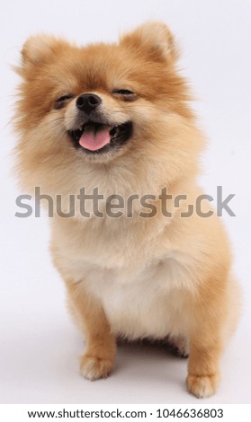 The dog Pomeranian.