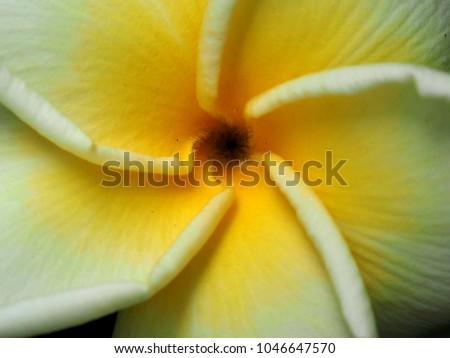 Plumeria or frangipani flower texture closeup 