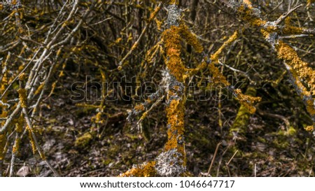 Lichens on the branch