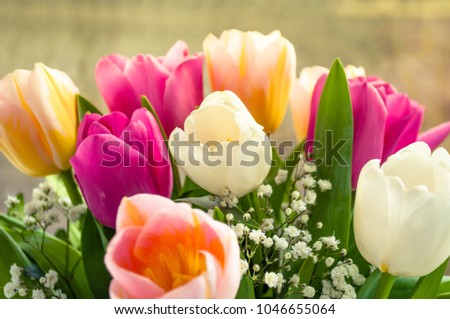 colored tulips close-up, macro photography