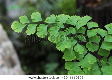 Leaves of Adiantum capillus veneris (venus hair fern)