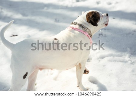 Funny American bulldog runs around a winter park