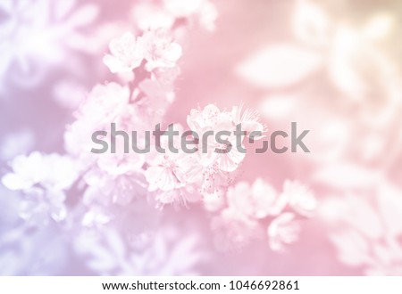 Spring flowers soft background