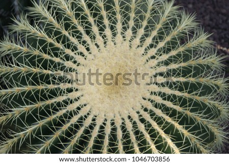 Beautiful close up picture of a round cactus and all the thorns