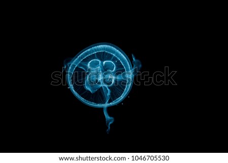 Blue jellyfish on Black Background