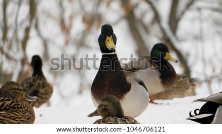 Wild ducks on snow
