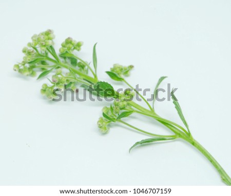 Green leaf blossom isolated on a white background.