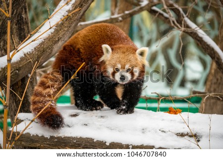 Red panda standing on a snow covered tree branch