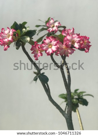 The Chinese call it "Guu Huu" means flower of wealth. For people to believe that Adenium is a sacred wood. Because the name is a blessing. To make people in the house popular and charm.