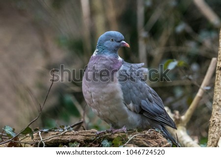 Feral Pigeon perching on a branche in front of a colorful background