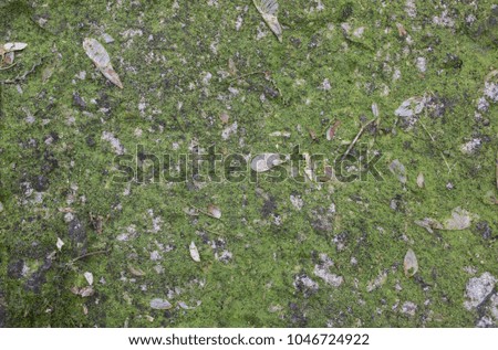 Green moss and grey stone background. Natural realistic texture with small dry leaves.