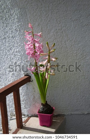 Spring pink hyacinth flower