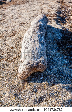 old log on the sandy beach