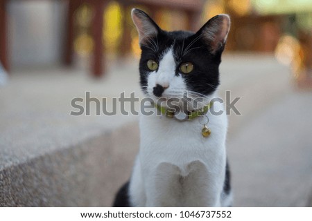 Cute Black And White Tabby Cat