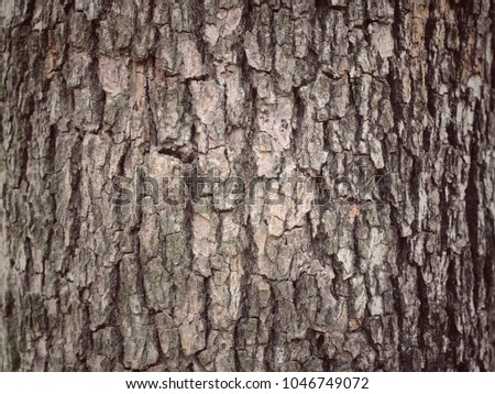 Tree bark (trunk) texture for nature background.