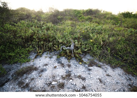 dry plants on an island