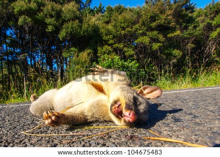 A possum (richosurus vulpecula) killed by a car on the road in Northland, New Zealand.