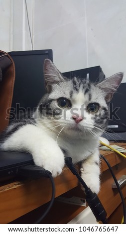 sliver tabby and white american shorthair cat
