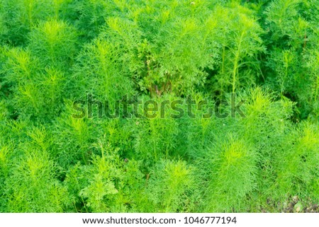 Dill growing in the ground. Green fennel sprouts in the garden. 