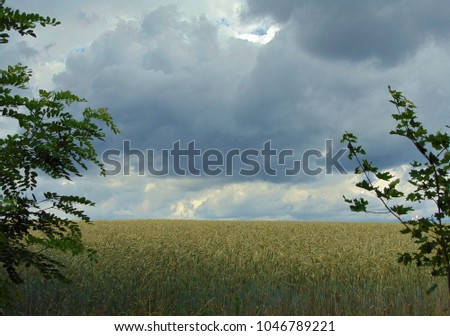 photo with decorative background of the atmosphere of a stormy gray sky with a rural landscape of the field and grain culture as a source for printing, advertising, posters, decor