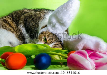 cat with overhead ears depicts an Easter rabbit among the flower