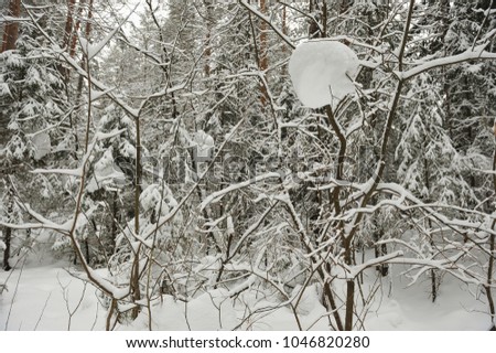 Trees in the wintery forest covered with huge snowcaps in time of the snowfall
