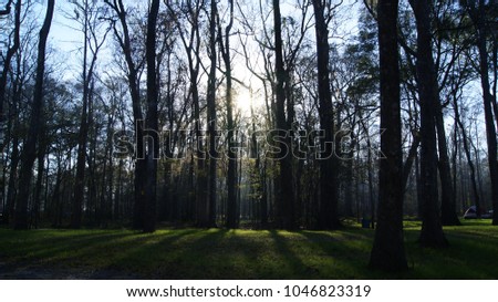 Beautiful sunlight through the trees in a morning in the forest woods
