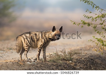 An adult Striped Hyena (Hyaena hyaena) standing in open dry desert scrub vegetation, against a blurred natural background, Gujarat, India