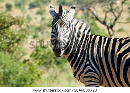 Zebra black and white watching drinking