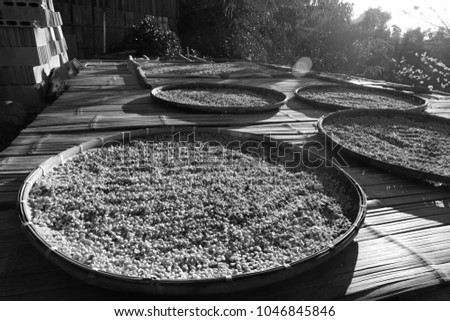 Black and white picture of dry out coffee bean 