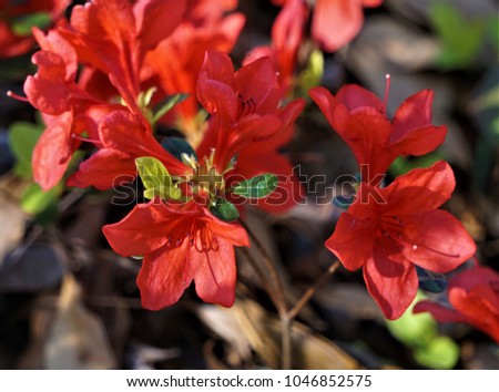 Pretty red azalea flower blooming  in the garden, late wintertime in GA USA.