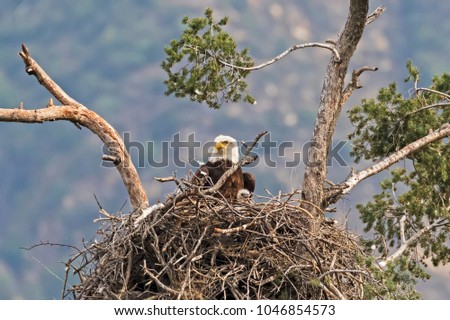Eagle and chick at Los Angeles nest