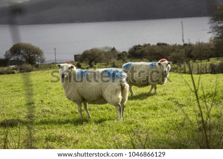 two adult sheep with blue paint on the skin on a green field