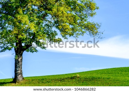 tree at a forest - photo