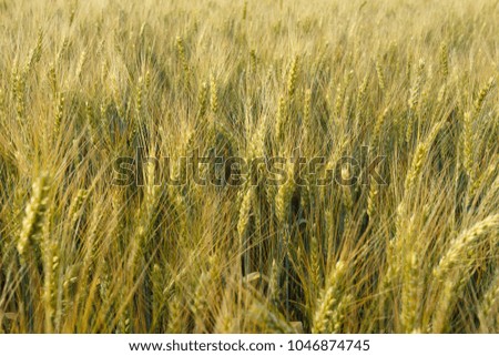 Golden wheat ears in a field close up