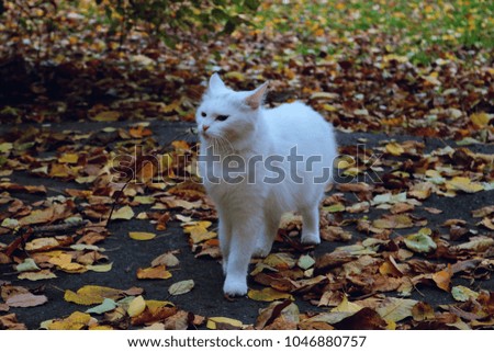 Animal Street Cat