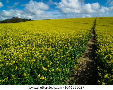 Narrow path through a rape field with a cloudy blue sky.