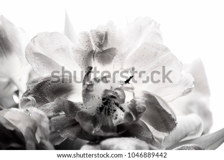 black and white flower photography  Royalty-Free Stock Photo #1046889442