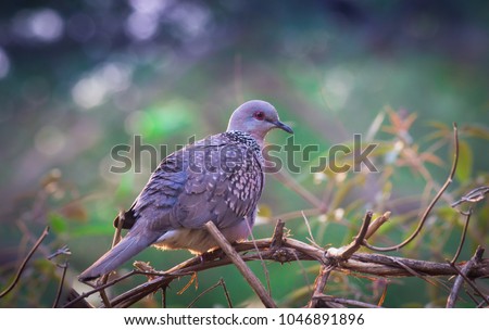 Pigeons and doves constitute the bird family Columbidae and the order Columbiformes, which includes about 42 genera and 310 species. The related word "columbine" refers to pigeons and doves.