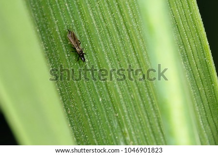Thrips Thysanoptera on a leaf of cereal. Royalty-Free Stock Photo #1046901823