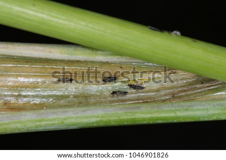 Thrips Thysanoptera in a wheat leaf sheath. Royalty-Free Stock Photo #1046901826