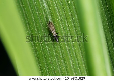 Thrips Thysanoptera on a leaf of cereal. Royalty-Free Stock Photo #1046901829