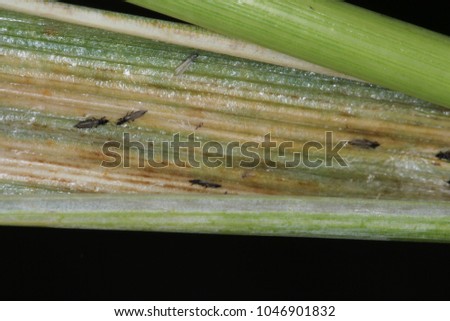 Thrips Thysanoptera in a wheat leaf sheath. Royalty-Free Stock Photo #1046901832