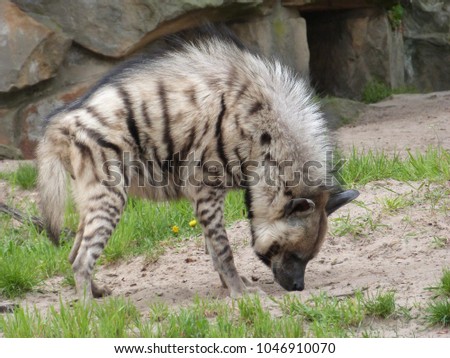hyena with standing fur