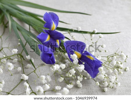 Closeup of the bouquet of  blue iris flowers with drops of water on petals and of small white  delicate flowers of  Gypsophila paniculata on natural cloth background. selective focus. Summer concept.