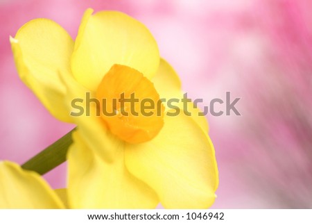 closeup picture of a yellow flower