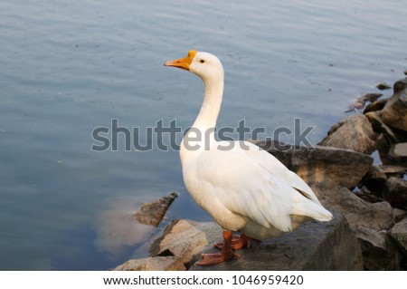 White colored duck ready to fly