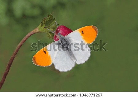 Orange ornate butterfly ; Anthocharis cardamines