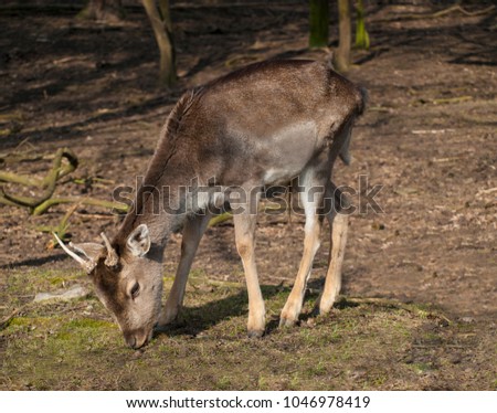 Beautiful young deer in the forest - wild spring nature